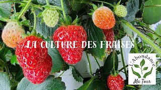 LAbondance ma Tour Je te partage mes secrets pour la culture des fraises version 2024strawberries [upl. by Eniamrahs]