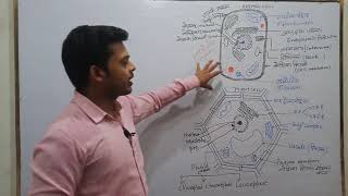 Eukaryotic Cell  Biology  eukaryotic cell diagram [upl. by Mozelle454]