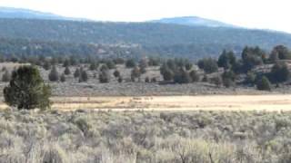 BLM Contractor quotCattoorquot Stampeding Wild Horses at Twin Peaks CA [upl. by Roer]