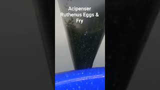 Acipenser Ruthenus Eggs amp Fry caviar fish sturgeon [upl. by Gaskill817]