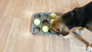 ✅Top 5 Best Dog Bowls in 2024 [upl. by Iralam]