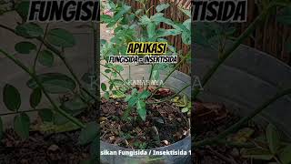 Fungisida  Insektisida  Tips Merawat Tanaman Bunga Mawar tips berkebun mawar merawattanaman [upl. by Limaj]