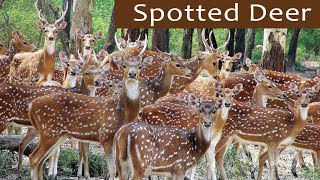 Beautiful Herd of Spotted Deer  കൈ എത്തും ദൂരെ പുള്ളിമാൻ കൂട്ടം  Bandipur National Park [upl. by Reniar]