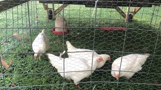 Processing our Cornish Cross chickens [upl. by Nicolais79]