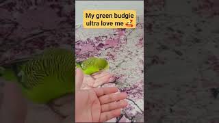 My green budgie ultra love me 🥰 birds budgies lovebirds shorts trending subscribe [upl. by Ailyt720]