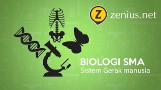 Sistem Gerak Manusia Biologi SMA Kelas 11 [upl. by Hiasi]