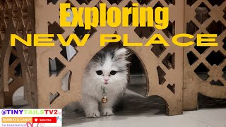 Kitten exploring new house and hiding under the sofa [upl. by Sailesh]