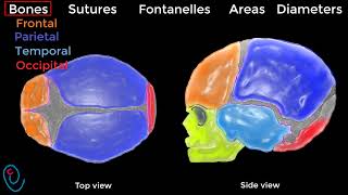 Fetal skull illustrated [upl. by Goerke]