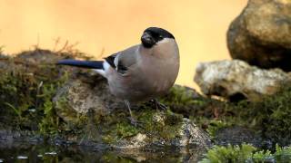 Süvöltők itatón  Eurasian Bullfinches at bird drinker BudapestCsillebérc 20101117 [upl. by Sumner701]