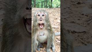 mama want to attack babymonky newbornbaby babyanimal macaque [upl. by Minabe]