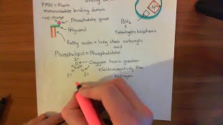 Caveolae and Endothelial Nitric Oxide Synthase Part 2 [upl. by Iduj]