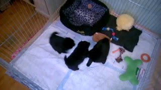 Schipperke puppies 1 month playing  Щенки шипперке Украина [upl. by Trilbee170]