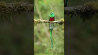 Absolutely amazing Resplendent Quetzal 😍 [upl. by Sairu953]