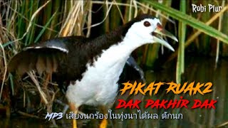 🔴 Mp3 ডাহুক পাখির ডাক।dak pakhir daksuara ruak ruak waterhen bird call suarapikatrobiplur [upl. by Dearborn]