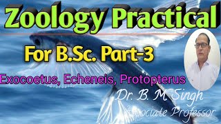 BScIII Zoology Practical Fish4 [upl. by Nicks]