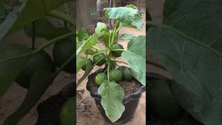 New technique of growing orange tree orange orangegrafting farming fruitfarming viral shorts [upl. by Mays599]