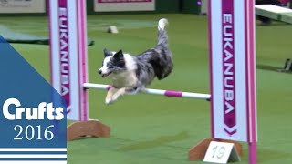 Agility  Championship Final  Crufts 2016 [upl. by Ltihcox228]