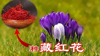 藏红花品种选择和种植Crocus｜什么品种可食用Saffron Crocus [upl. by Ingaberg]