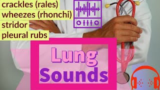 Basic Lung Sounds  Breath Sounds  Physical Examination 🩺🩺 [upl. by Ztnaj176]