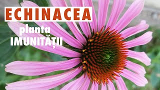 ECHINACEA – cea mai puternică plantă pentru întărirea imunității – Cum facem tinctura de echinacea [upl. by Mia]