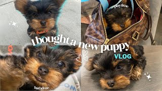 House Training Yorkies  Yorkie Training Secrets [upl. by Nirtiac]