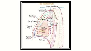 Mediastinum contents amp boundary MRCS question solve CRACK MRCS [upl. by Nidorf]