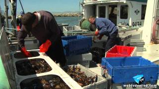 020611 Le Homard des Îles de la Madeleine [upl. by Aile364]