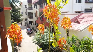 🎆Diwali Special  How to take care of Epidendrum Radicans Orchid [upl. by Nnaeitak]