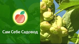 Клекачка перистая  и цветы и орешки съедобны [upl. by Yraccaz583]