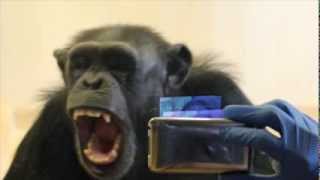 Matthew Campbell and Frans de Waal Chimpanzee Empathy Study [upl. by Noivad]