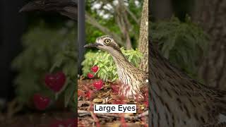 Australian Bush StoneCurlew [upl. by Nosnhoj]