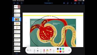 UE3 Physiologie Rénale بالعربية  2 La Filtration Glomérulaire Par TAGZOUT MAISSENE [upl. by Anirbed]