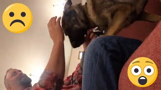 SHOCKING Federal Law Veteran Service Dog Cant Go To Church [upl. by Siberson]