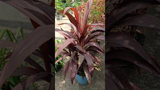 Cordyline Fruticosa Ti plantleafplant cordylinefruticosa tiplant beautifulleafplant garden [upl. by Latvina]