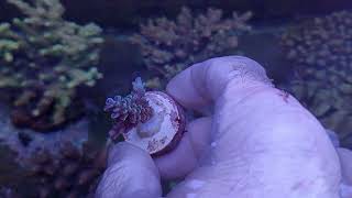 Acropora tenuis blue  Australia coral gandalf [upl. by Sondra476]