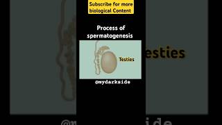 Full Process of Spermatogenesis spermatogenesis neetbiologyshort shortbiology [upl. by Sikras386]