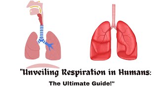 quotUnveiling Respiration in Humans The Ultimate Guidequot [upl. by Olivette215]