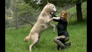 HUGE WOLVES PUSH ME OVER [upl. by Lysander]