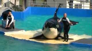 20121110  Miami Seaquarium Killer Whale Show Part 3 1080p [upl. by Wally904]