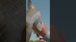 Weird Parasite on a Fish fishingaustralia parasite barramundi interesting fishingvideo [upl. by Lana]