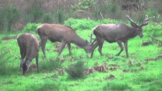 De mooiste dieren van vier dagen spotten in de Ardennen [upl. by Lekkim764]