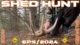 2024 White Tail Shed Hunting for the Win Ep5 Antler Hunt Rejig shedhunting whitetaildeer [upl. by Pahl]