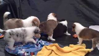 Collie Puppies 3 weeks old [upl. by Chenee581]