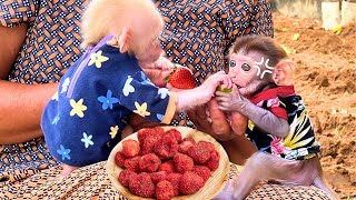 Monkey baby Bon and Bi cant resist Grandma Dungs fruit [upl. by Ymar]