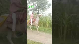 nakand horse shortvideo [upl. by Assi]