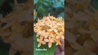 Beautiful yellow Ixora flowers of my garden  flower garden  gardening  sirigardens 👍 👍👍 [upl. by Ayt153]