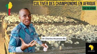 Cultiver des Champignons en Afrique [upl. by Gaul]