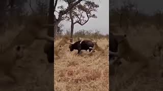 Buffalos scare away lions [upl. by Pilif262]