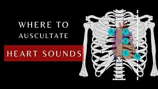 Auscultation of Heart Sounds  Auscultory areas  Cardiac Physiology heartsounds shorts [upl. by Adnesor]