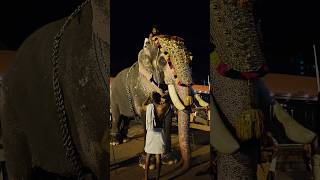 ഒരുക്കുന്നെങ്കിൽ ഇങ്ങനെ വേണം aana keraleeyan keralaelephant [upl. by Yrellih506]